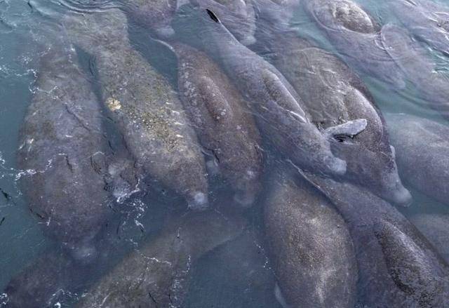 海牛:传说中的美人鱼,原本生活在大陆,由于迁徙被迫下海生活