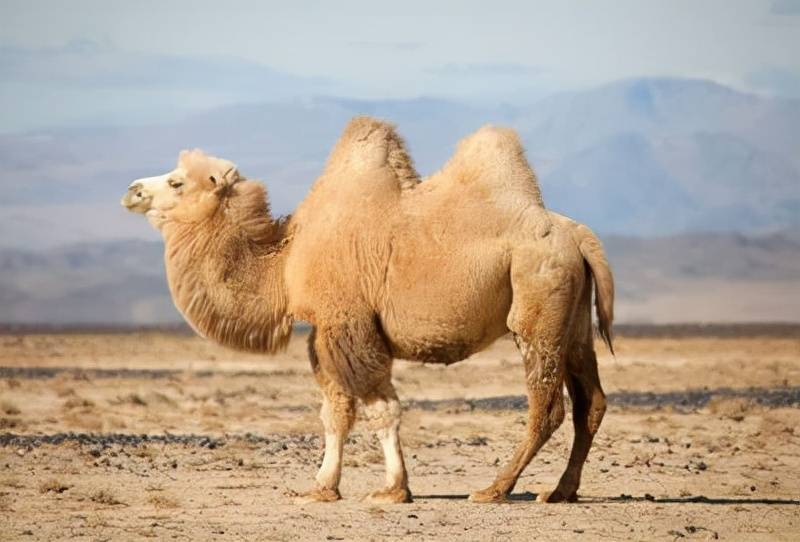 为什么澳大利亚的骆驼是单峰我国的骆驼却是双峰