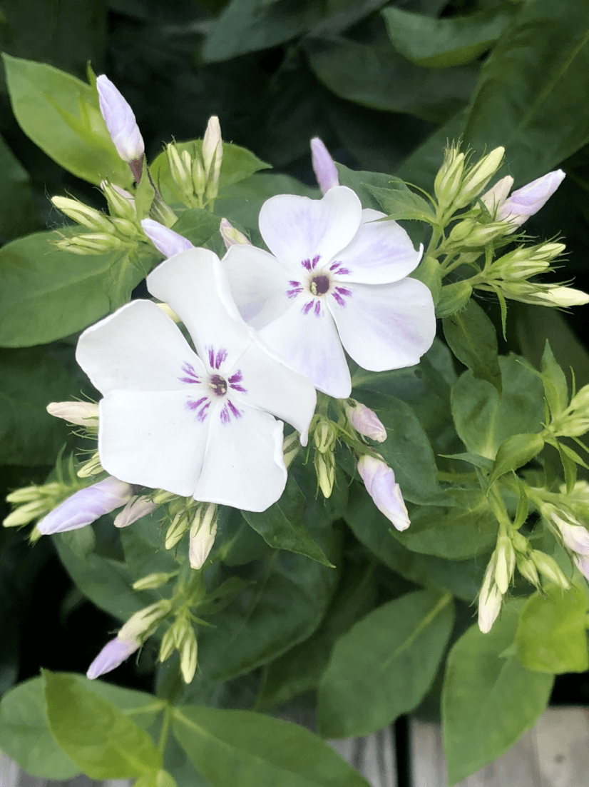 农村里的这4种花,开满整个院子,也载满了故乡