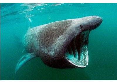 67加勒比海姥鲨重现海洋_鲨鱼