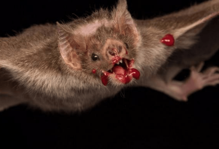 《宝可梦》生态与来源:超音蝠与大嘴蝠,到底哪只才是会吸血的?