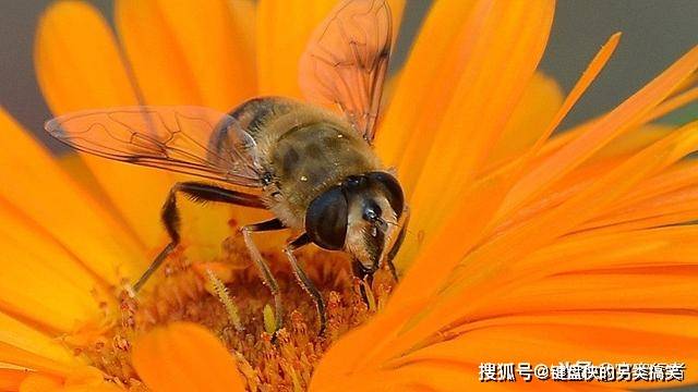 原创世界上最大的蜂类,欧洲蜜蜂是它们的主要食物,被咬中会非常疼痛