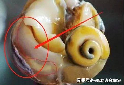 而且这个部位还和海螺的肠胃等消化器官连在一起,里面含有众多寄生虫