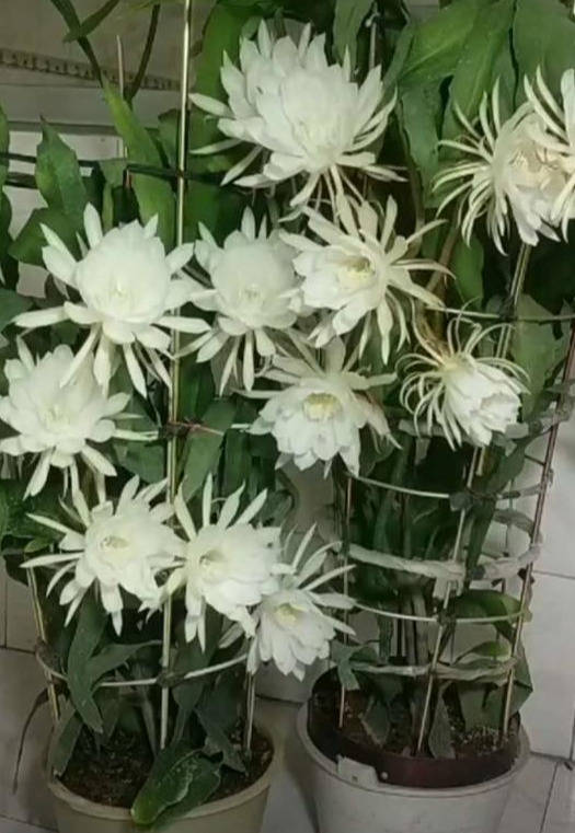 蹲守昙花一整夜,拍的花开又花落,月下美人,名不虚传