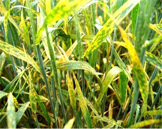 和叶锈病,小麦条锈病只危害小麦,小麦叶锈病侵染其他作物的能力也不强