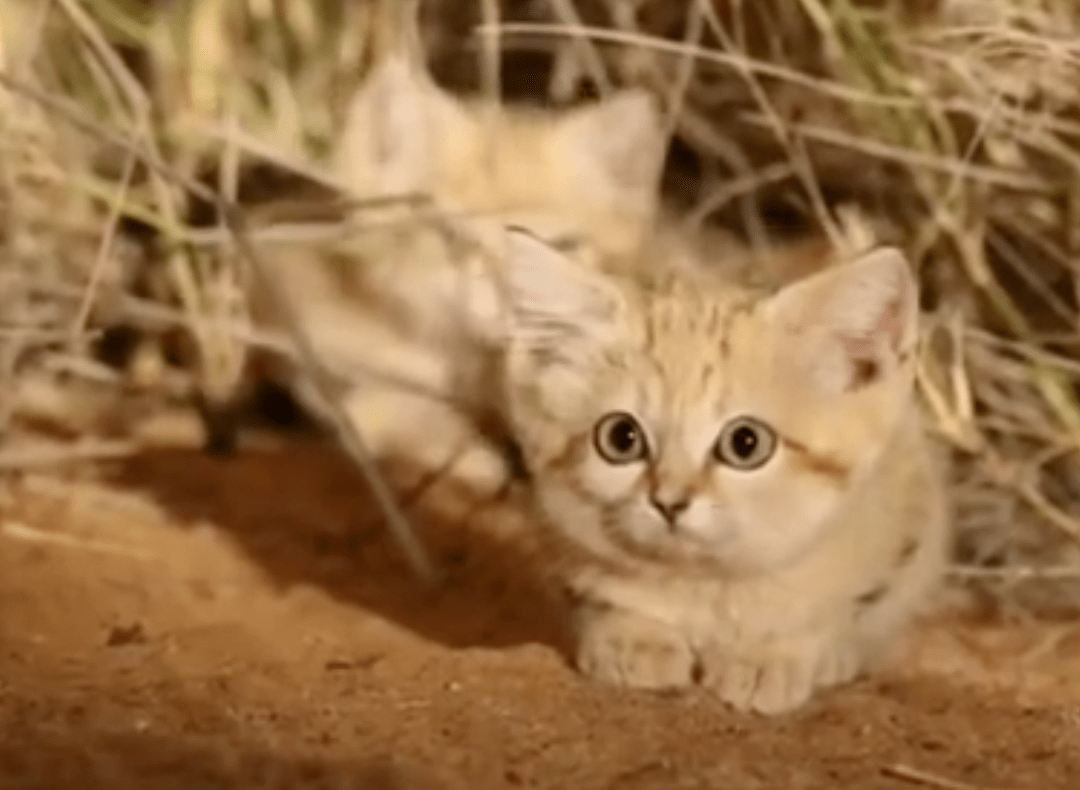 荒漠猫:中国唯一的特产猫,战斗力极其凶悍,成全球最神秘的猫