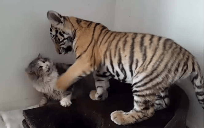 原创猫咪第一次见老虎,瞬间"变傻了",不料老虎的反应"更大"!
