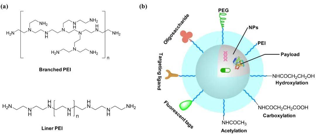 【综述】基于聚乙烯亚胺介导的多功能纳米体系用于癌症纳米医学
