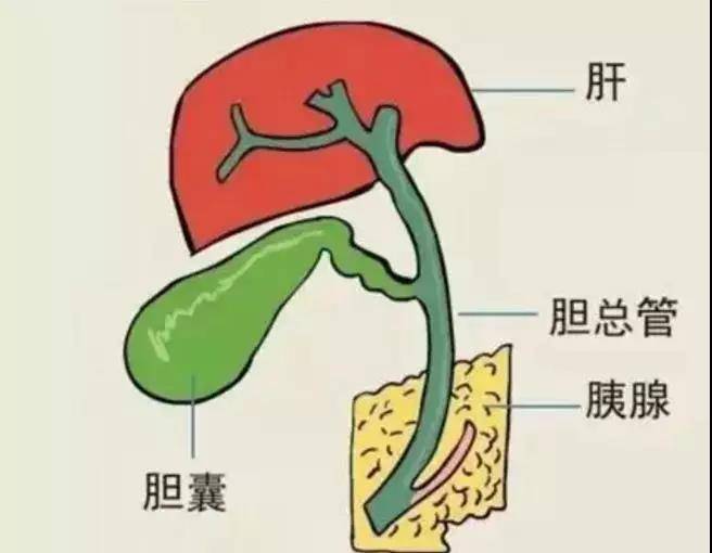 玉米须还能吃呢龙须保健作用强