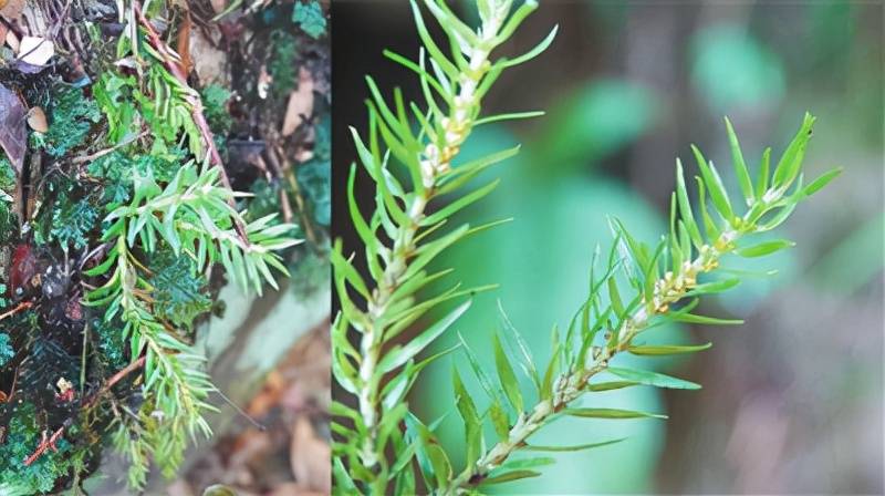 江西武夷山境内新发现的高野山龙头草,进一步打破日本特有种的分布