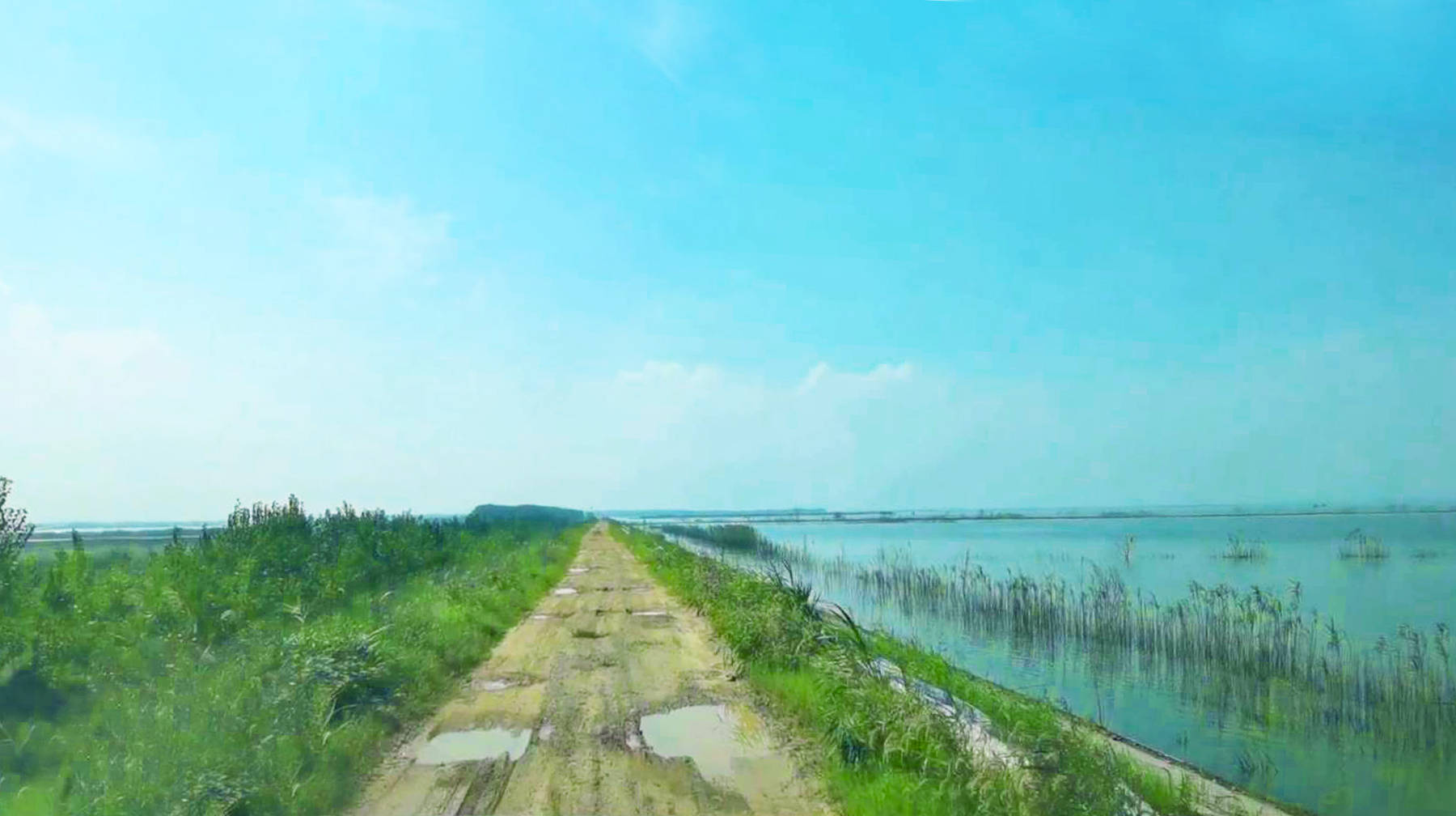 原创在武汉蔡甸随拍沉湖湿地园区:无边水面和滩涂,飞鸟聚集的生态地