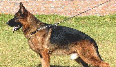 澳洲野犬是个典型例子_驯化