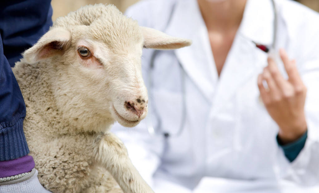 2,没患病羊预防思路:此病春秋发病率较高,先给羊驱虫,然后再进行疫苗