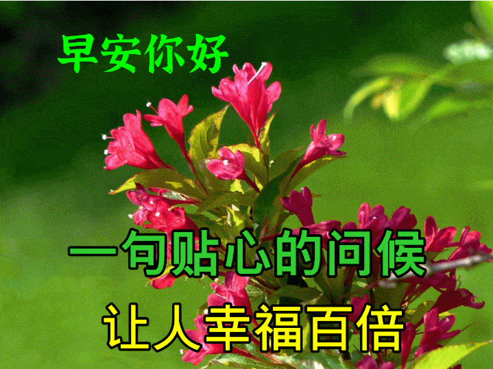 原创8张特漂亮的最新早上好动画表情鲜花图片大全