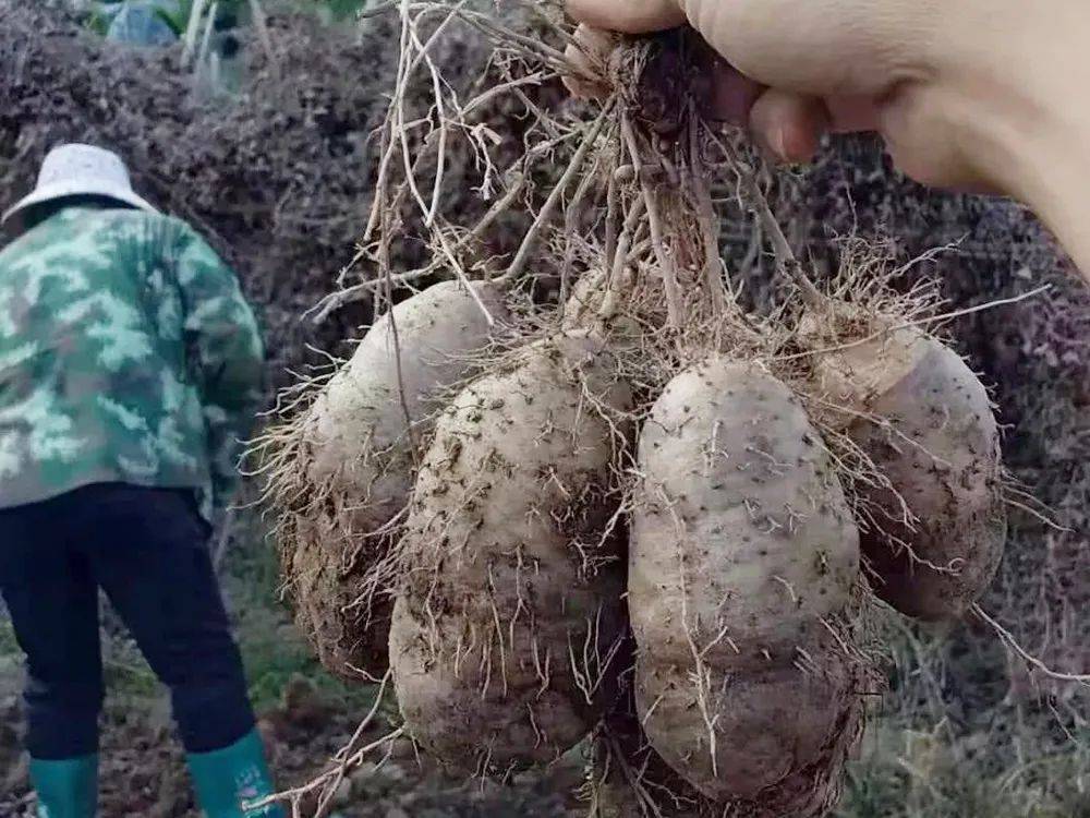 原创俗称甜薯但一点也不甜长得像山药南方人爱种爱吃