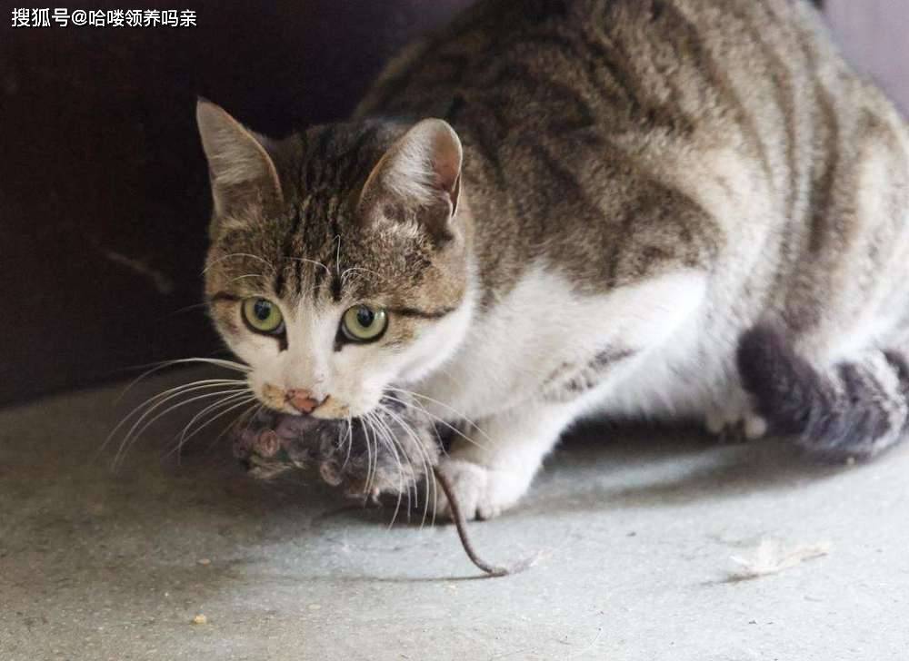 原创现在的猫咪不抓老鼠?一项长达十年的研究发现,猫抓老鼠不是本能