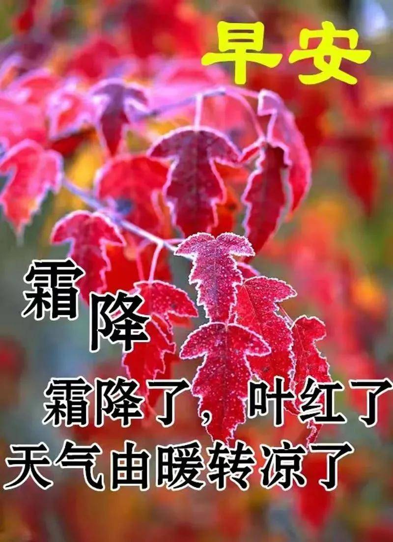 9张霜降创意好看的早上好祝福图片温馨 霜降时节早安问候祝福语图片带