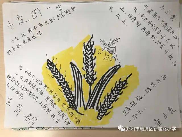 新城路小学先布置了实践作业,让孩子自己去探索小麦的生长和种植知识