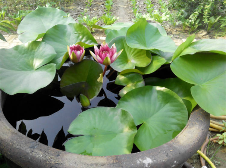 水缸里如何种植睡莲?加上"1物"事半功倍,乡间寻常可见的植料