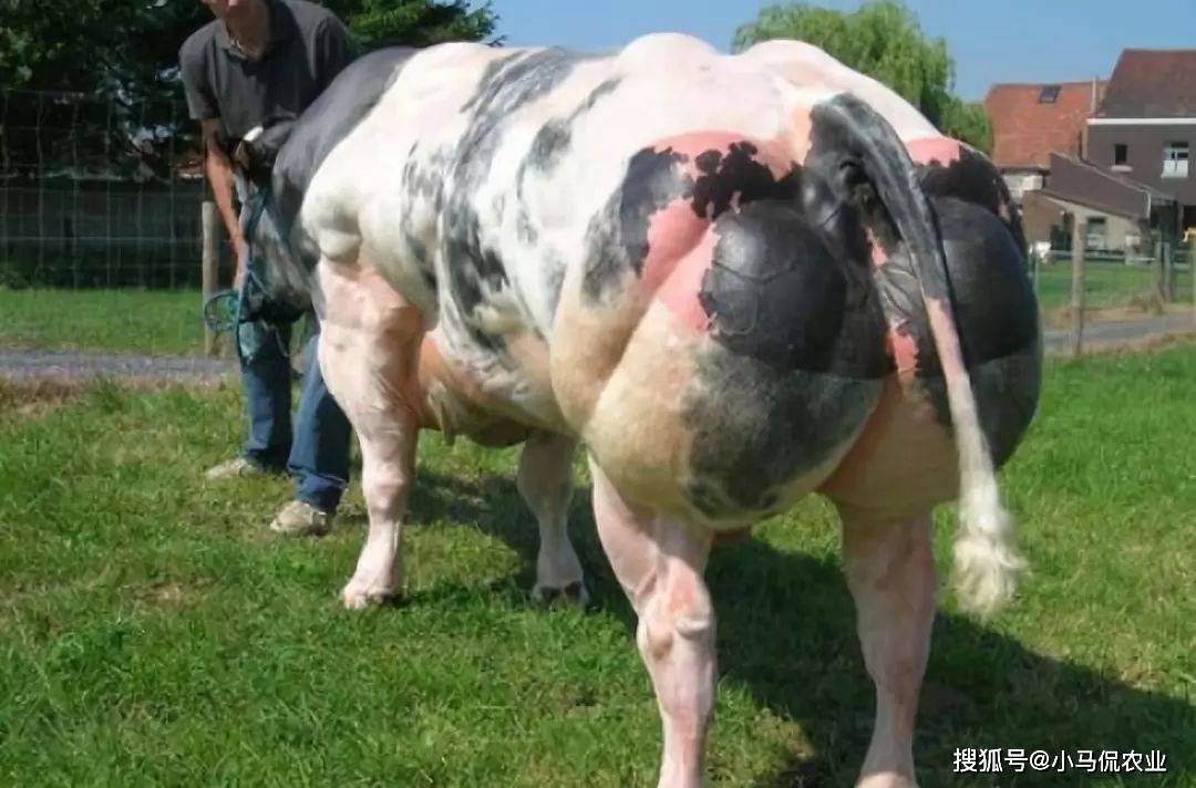 原创"牛魔王"丹尼尔新疆繁育体长5米重3吨的牛,一天长肉3斤,啥样