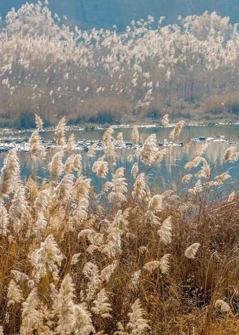 山东6个小众又绝美的赏芦胜地,浓缩了整个冬日的浪漫_芦花