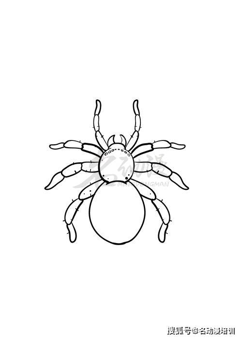 教你学习绘画蜘蛛_画法