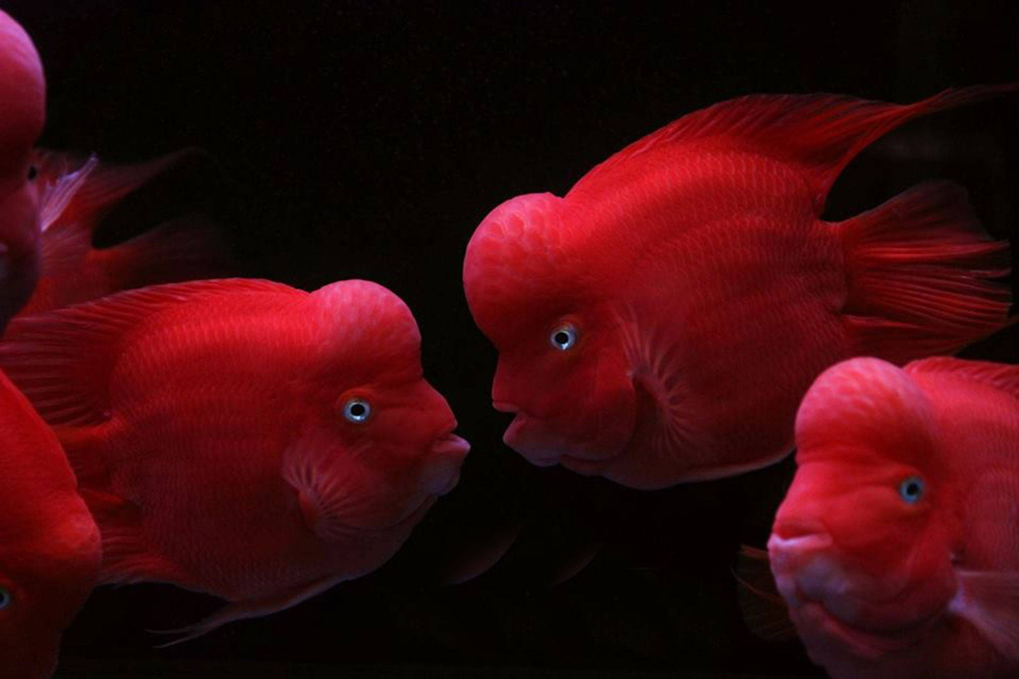7,寓意不同:财神鱼被赋予了长寿和发财的寓意,鹦鹉鱼则只有红红火火