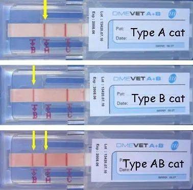 图自:aboklin/猫研所72 英短,柯尼斯卷毛猫,德文,异国短毛猫,布偶