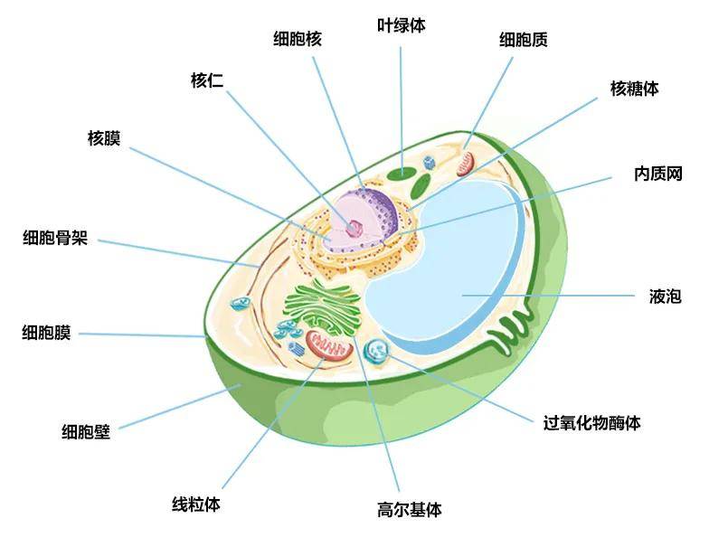 我们研究的目的基因可能定位在其中任何一个亚细胞结构上,因此先记