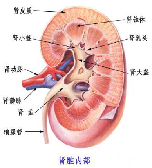 尿多是肾脏问题都错了医生告诉你