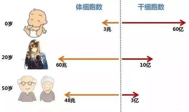 一部不老奇事电影让干细胞技术成功出圈网友都不淡定了