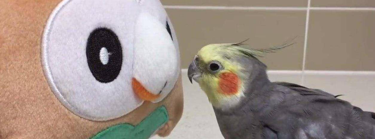 如何寻找飞走的玄凤鹦鹉?_食物