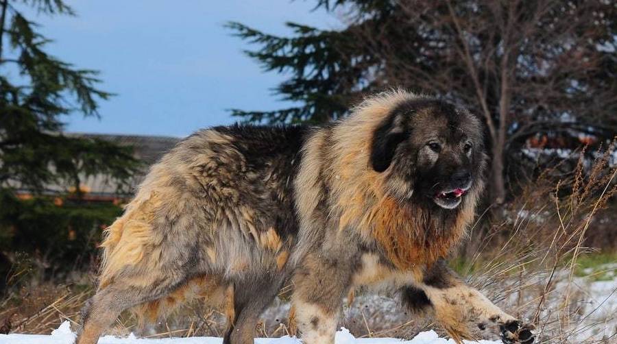 原创隐秘在中国大山中的神秘犬种,外形酷似高加索犬,被称为中国山犬