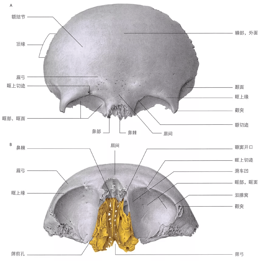 额骨(前面观)