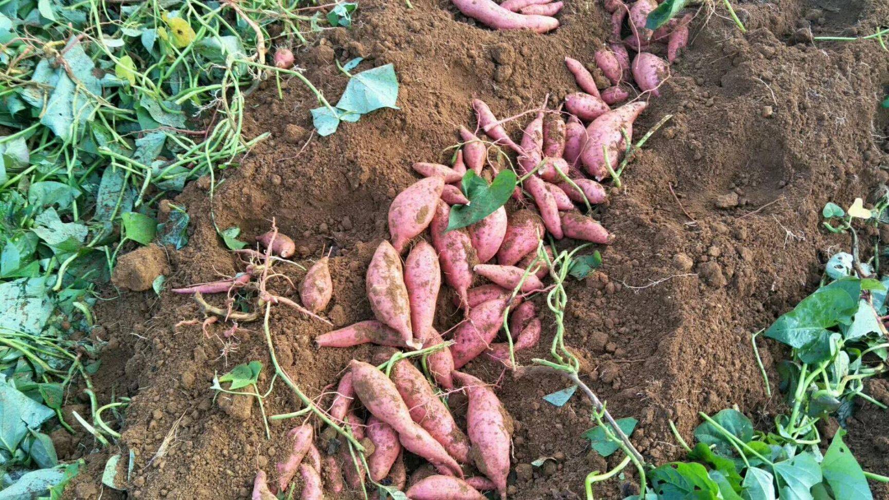 红薯高产的种植技术,红薯使用什么肥料产量高?