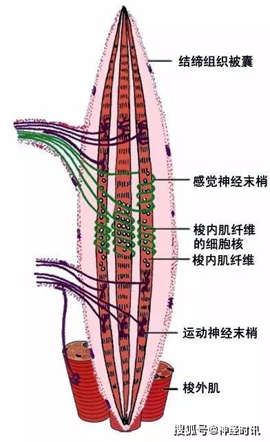 运动神经末梢又称效应器.