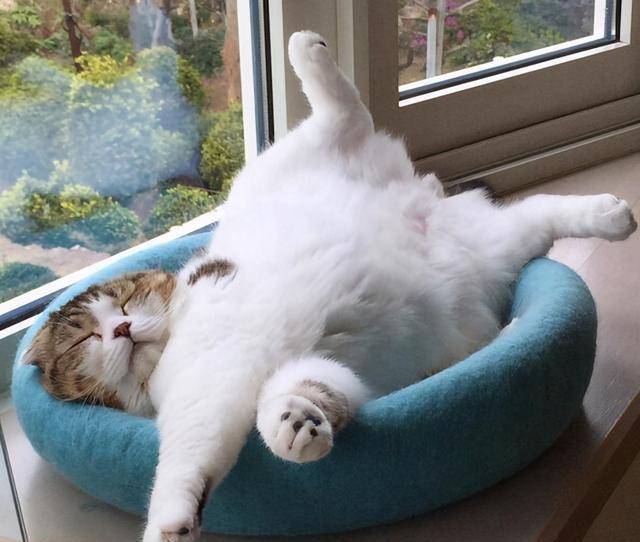 原创猫咪最爱睡觉的几个地方,你家猫咪爱睡在哪里?