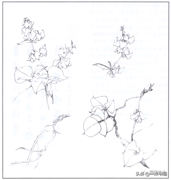 扁豆花酷似紫藤花,只是花形较大.秋风飒飒中,昂扬直上,很有韵致.