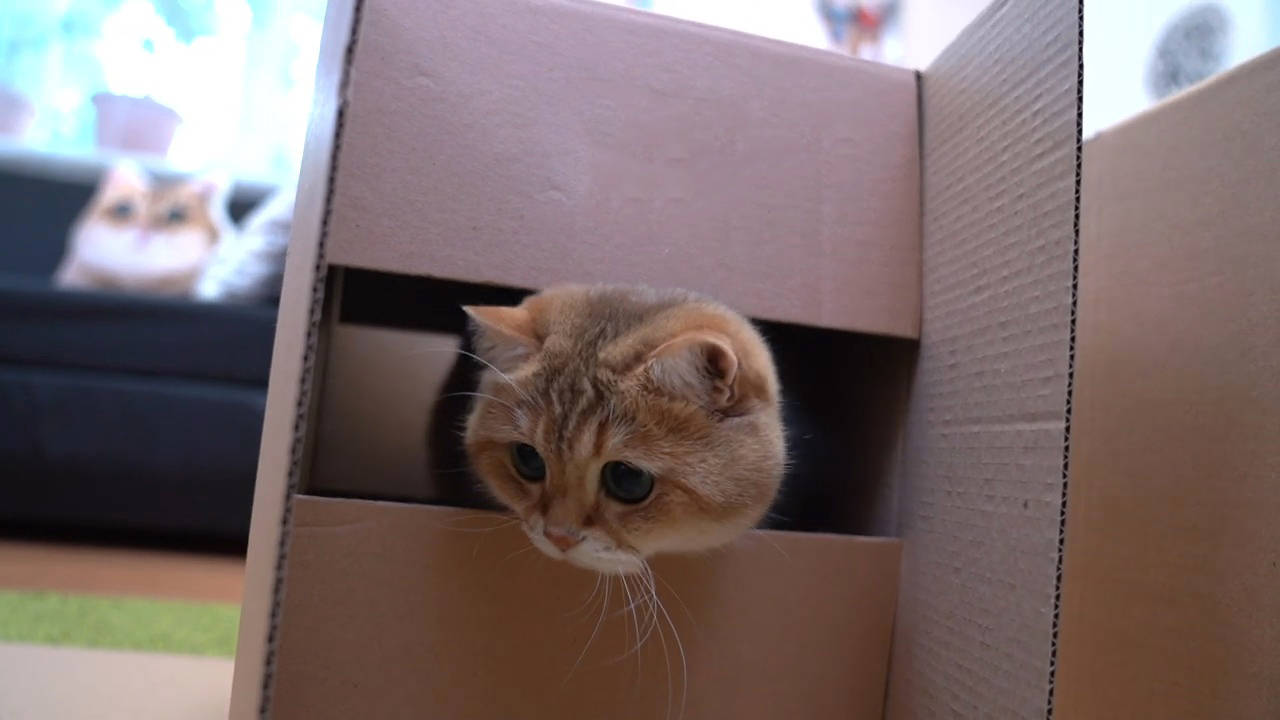 弃猫效应只会让猫咪对你越来越冷淡