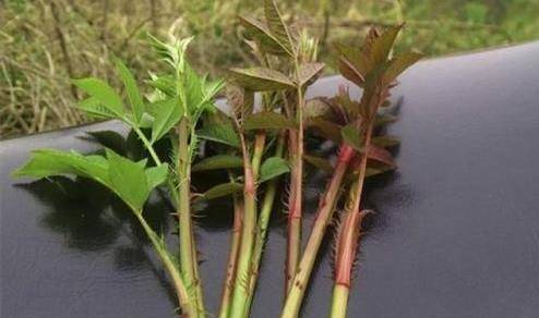农村常见一种野草茎上长满了刺,药用价值高,是天然的"