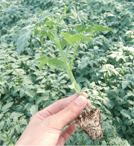 岛本酵素农业技术:如何根据西红柿植株长势判断其健康或异常_叶片