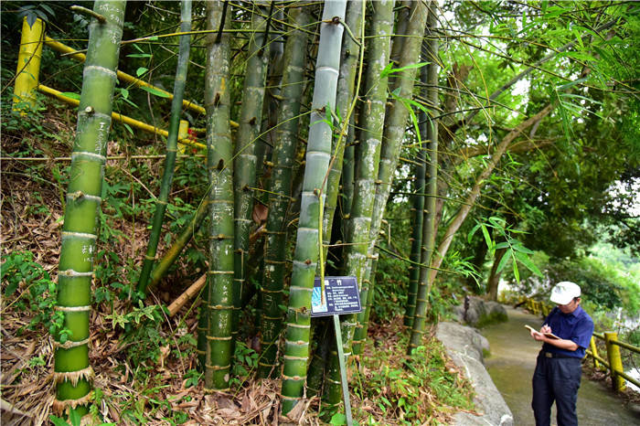 竹子比树还高大,肇庆广宁有一座山,以竹文化做主题