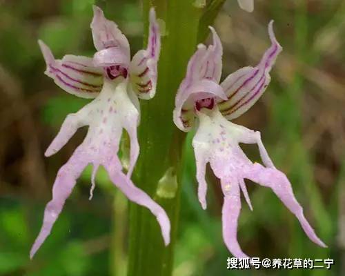 原创与鳄鱼为伴的幽灵兰花,再有钱的人也养不起