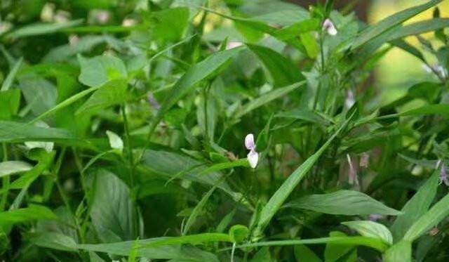 山上一种草,名叫"伸筋草",农村人当怪草,却能治"风湿骨痛"_野草_狮子
