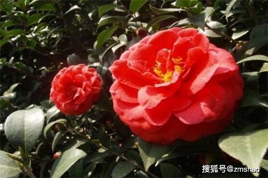 十大名花耐寒,盘点耐寒性较强的花卉_养护_温度_花朵