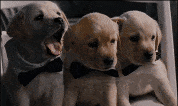 打哈欠为什么会传染?这回终于明白了