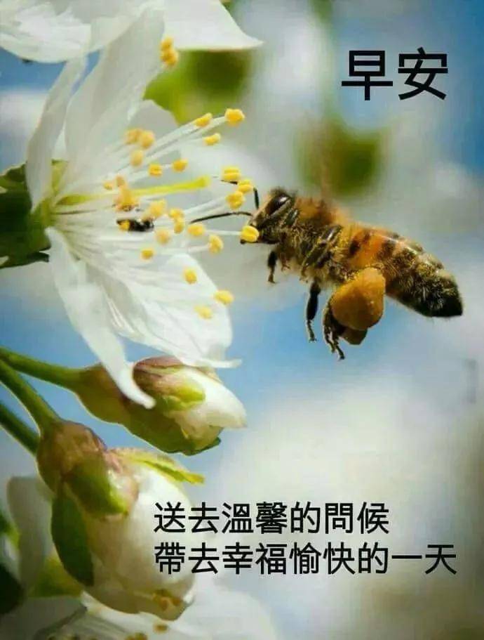 非常暖心的早安问候句子送朋友,幸福的祝福语录问候好