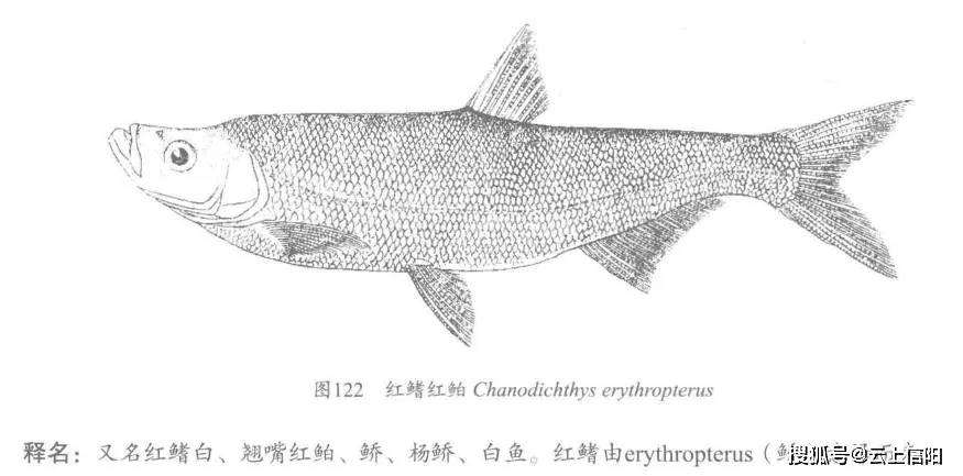 体长而侧扁的淡水鱼称之为"翘腰",这种鱼学名为红鳍鲌(chanodichthys