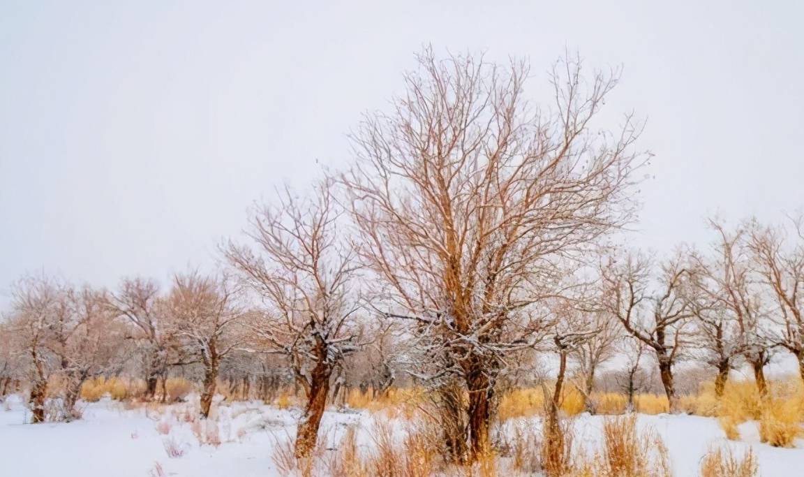 原创新疆冬季最值得去观赏的胡杨林雪景美成一幅画摄影爱好者必来