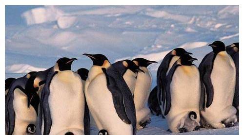 原创企鹅不能随便抓那各国动物园的企鹅都是哪儿来的